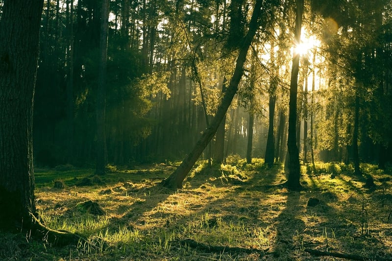 Forest Whispers